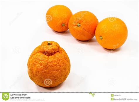 Orange Oddity Stock Image Image Of Oddity Oranges Eating 29780757