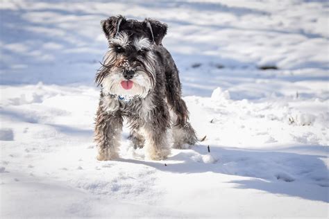 Merle Schnauzer Everything You Need To Know Prefurred