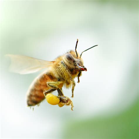 Albums 93 Pictures Pictures Of Honey Bees Stunning