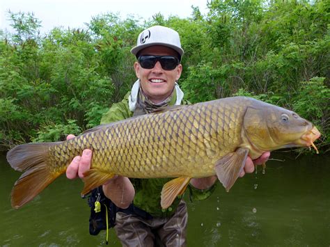 Carp On The Fly Ut In Or