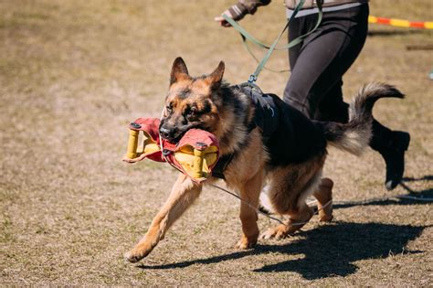Tips And Techniques You Should Use For Training German Shepherds