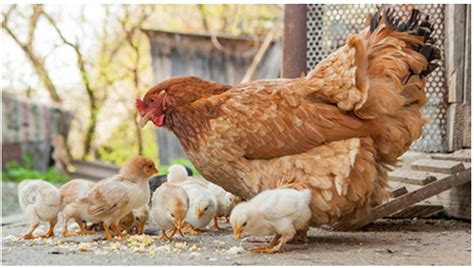 Salmonella Outbreak Traced To Backyard Poultry Sickens More Than 100 So