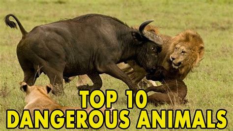 Top 10 Dangerous Animals In The World Youtube