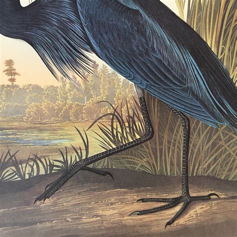 Princeton Audubon Print Blue Crane plate 307 Birds of America - Princeton Audubon Prints