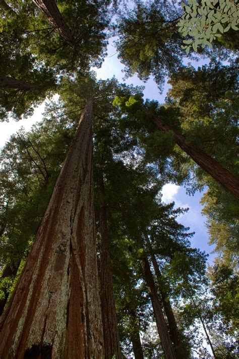 Buy Sequoia Coast Redwood Seeds Rarexoticseeds