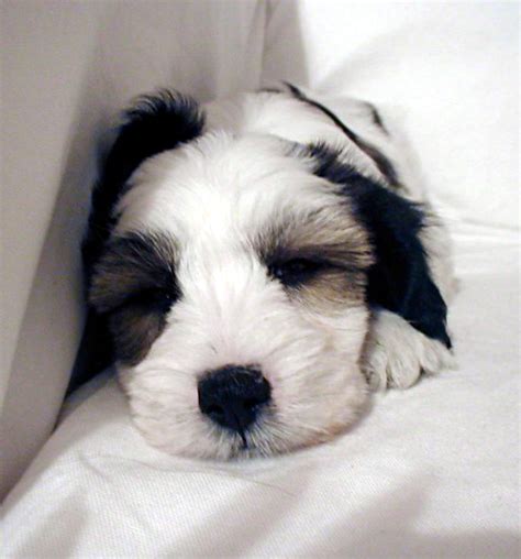 Check spelling or type a new query. Tibetan Terriers: Small Dog Place