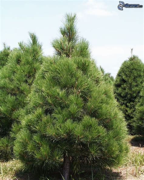 Lbumes Imagen De Fondo Que Es Un Bosque De Coniferas Alta