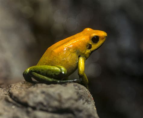 Poison Frog San Diego Zoo Wildlife Explorers