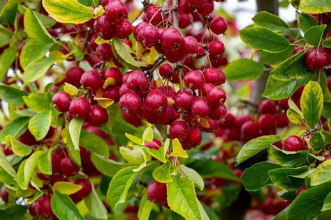 The Red Splendor Crabapple Tree Minneopa Orchards