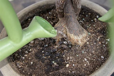 However, pruning the plant is not required unless we're talking about trimming to remove dead leaves. Care Instructions for a Money Tree Plant (with Pictures) | eHow