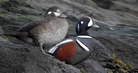 Harlequin Duck Life History All About Birds Cornell Lab Of Ornithology