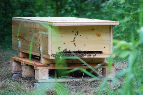 We did not find results for: Bienenkiste selber bauen - Heimat für die wichtigsten ...