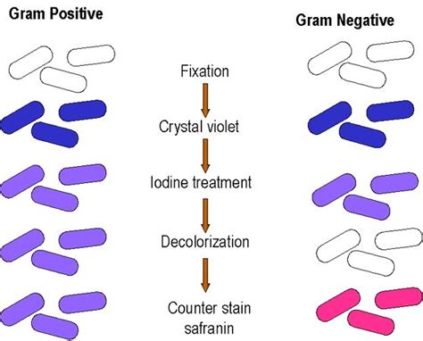 Gram Stain Microbiology Teaching Biology Microbiology Study