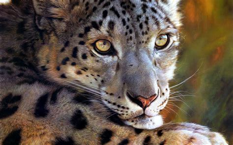 Leopardo De Las Nieves Full Hd Fondo De Pantalla And Fondo De