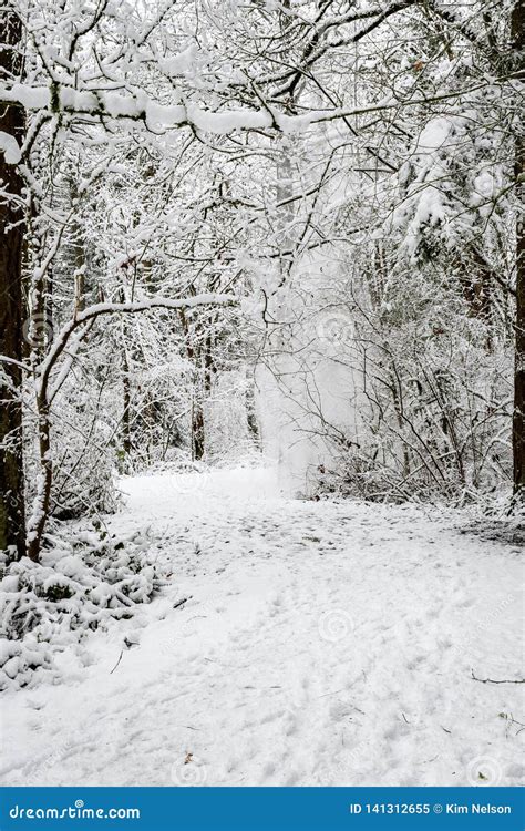 Snow Covered Path In A Wooded Winter Landscape Snow Falling From Trees