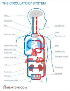 Blood vessel chart (page 1) clinically important blood vessel and nerve pathways chart pin on a&p.4.heart.lung these pictures of this page are about:blood vessel chart Simple Diagram Of The Circulatory System Simple Human Circulatory System Diagram - Anatomy Chart ...