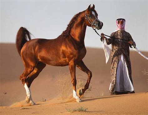 What arabs consider fluency is the ability to express the maximum meaning, in the smallest possible number of words. Why are Arabian Horses So Expensive? Real Facts with Figures