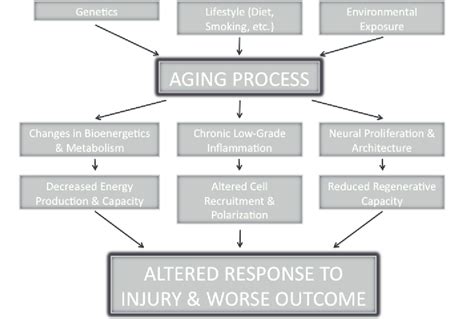 Aging And Stroke A Schematic Diagram Of The Factors Contributing To