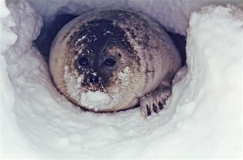 Shrinking Snow Depth On Arctic Sea Ice Threatens Ringed Seal Habitat