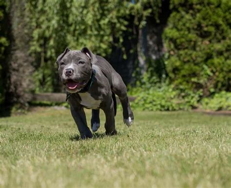 What To Know About Blue Nose Pitbull Puppies Ins And Outs