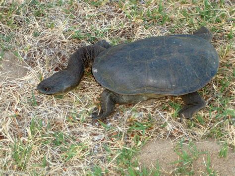 A Long Necked Turtle At Lake Joondalup Australian Animals Animals