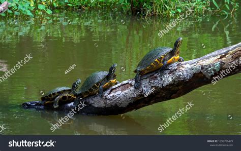 6067 Swamp Turtles Images Stock Photos And Vectors Shutterstock