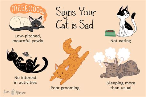 Is Your Cat Sad Signs And Causes Of Cat Depression