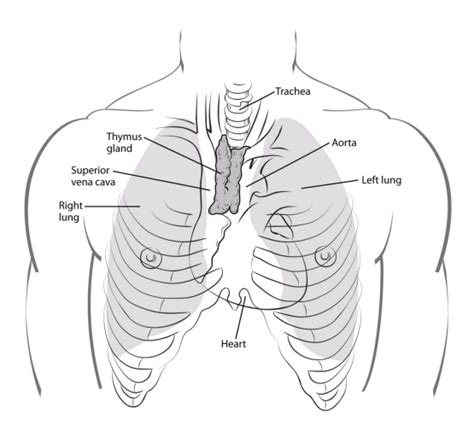Ribs can be used to prevent pneumothorax. If You Have Thymus Cancer