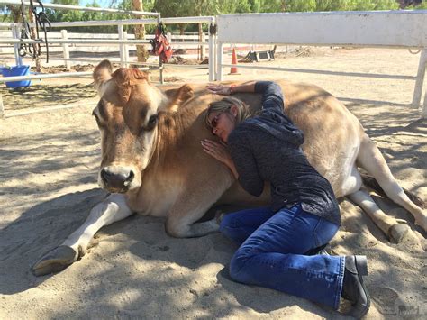 Humananimal Bond Hugs With Cow Photo Credit Gentle Barn Animals