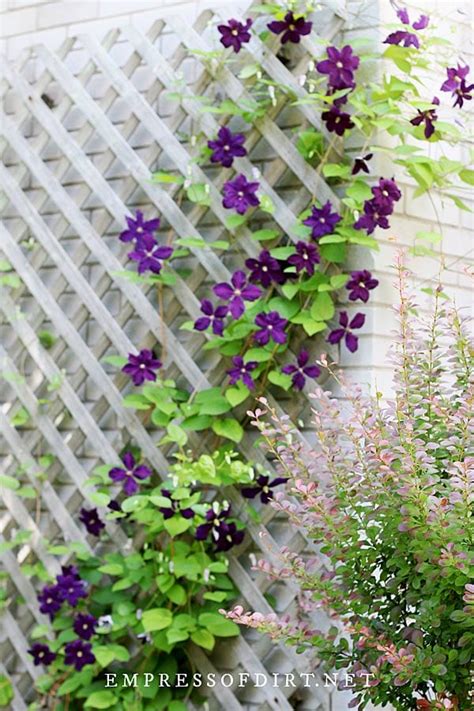 Tips For Choosing The Right Clematis Trellis