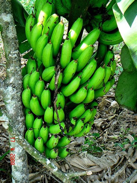 Cavendish banana © igor sheremetyev. Musa acuminata Colla (AAA Group) cv. 'Dwarf Cavendish ...