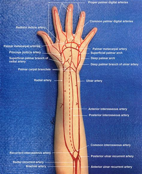 Hand Arterial Anatomy