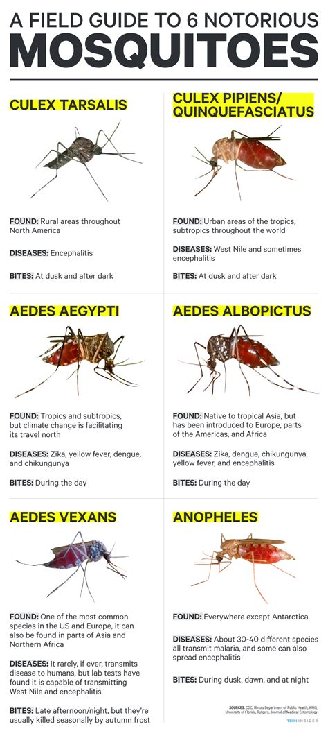 here s how you can identify dangerous virus spreading mosquitoes mosquito field guide zika