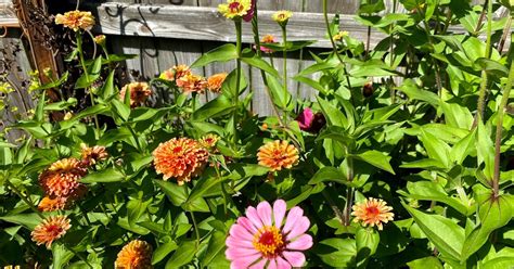The Best Zinnias Ive Ever Grown