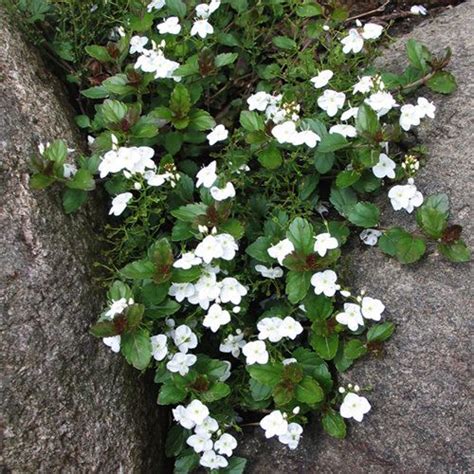 We did not find results for: heuchera melting fire | hollyhillnurseries | Plants ...