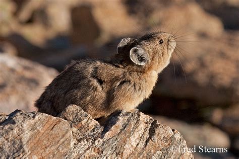 Rocky Mountain National Park American Pika Stearns Photography