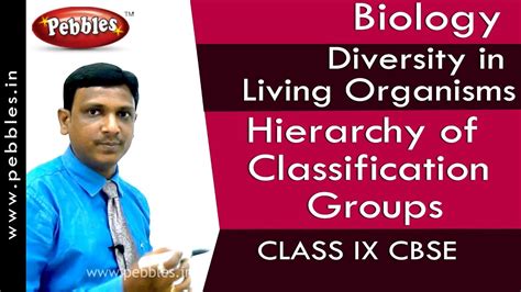 Hierarchy Of Classification Groups Diversity In Living Organisms