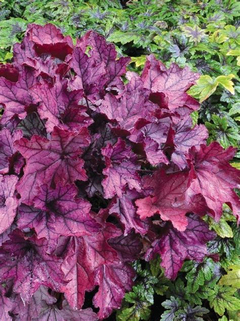 Dazzling silvers with tints of rose purple that will leave you spellbound purple tones are more prominent in the spring Heuchera Spellbound -- Bluestone Perennials | Heuchera ...