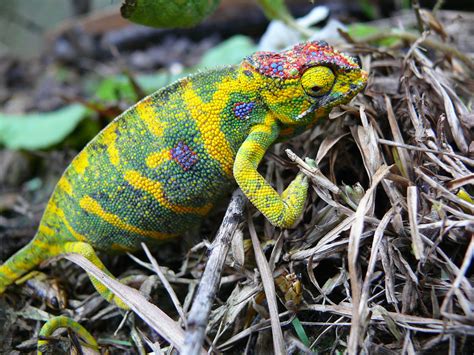 10 Coolest Lizards In The World 10 Most Today