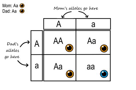 What Is A Punnett Square And Why Is It Useful In Genetics Determine The Genotypes Letters