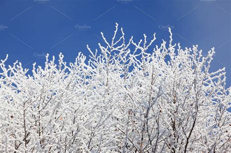 Snow Covered Tree Branches Against T ~ Nature Photos ~ Creative Market