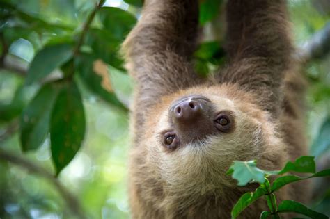Sloths Wild Animals News And Facts By World Animal Foundation