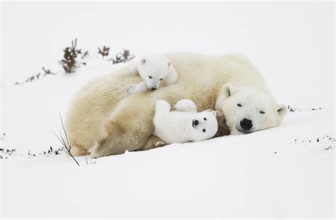 Download 2560x1681 Polar Bears Cub Cute Fluffy Snow