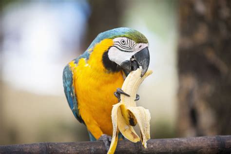 Animals Eating Bananas Quiz