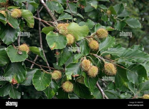 Beech Fagus Sylvatica In Fruit Uk Stock Photo Alamy