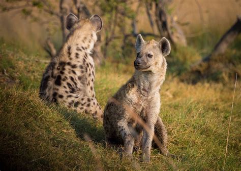 Hyena Africa Botswana · Free photo on Pixabay