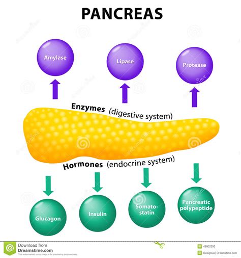 The effects of protease supplementation on skeletal muscle function and doms following downhill running. Amylase Cartoons, Illustrations & Vector Stock Images - 54 ...