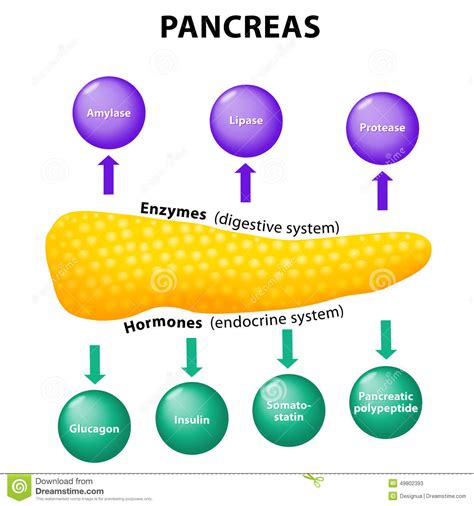 What specific role do proteases play in dna extraction and just how important are they in for one, proteases catalyze the breakdown of contaminating proteins present in the solution to its component. Amylase Cartoons, Illustrations & Vector Stock Images - 54 ...