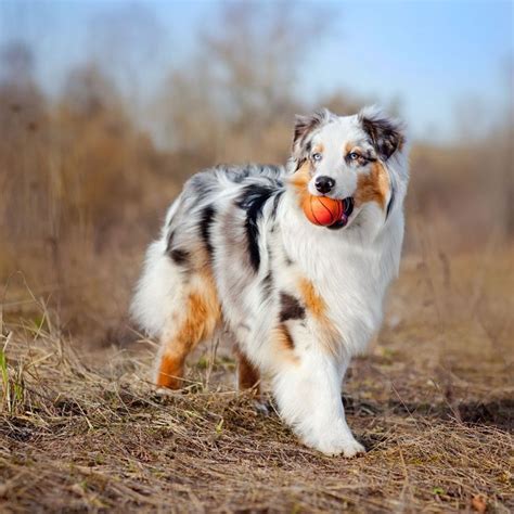 40 Medium Sized Dog Breeds That Are The Perfect First Pet For Any