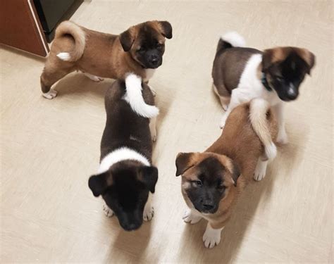 Beautiful Akita Puppies Ready For Their New Home For Sale Adoption From